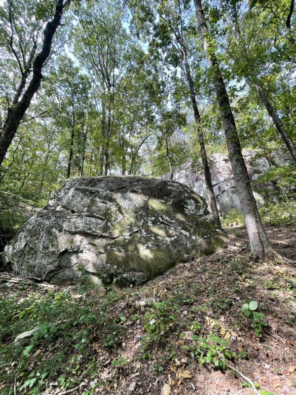 A large rock in the middle of a forest.